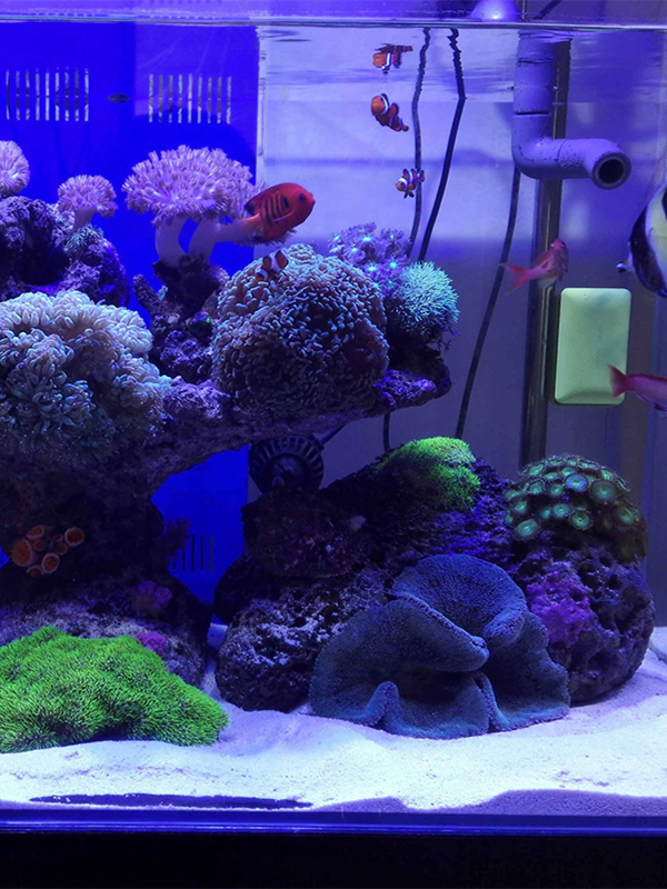 White Aquarium Sand Bot Decora - Aquarium Sand White 리뷰 및 가격