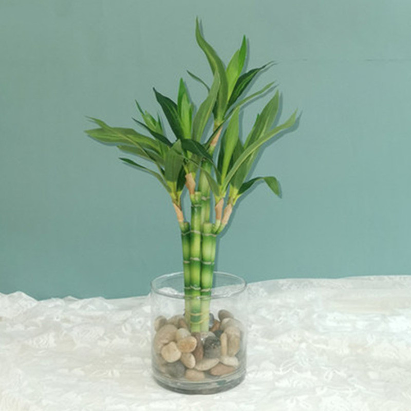New 40cm rFtificial Lucky Bamb - Aquarium Plant Display 리뷰 및 가격