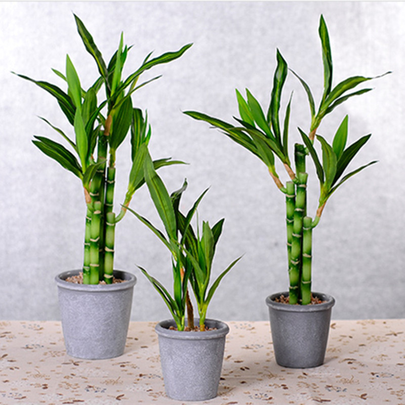 New 40cm rFtificial Lucky Bamb - Aquarium Plant Display 리뷰 및 가격