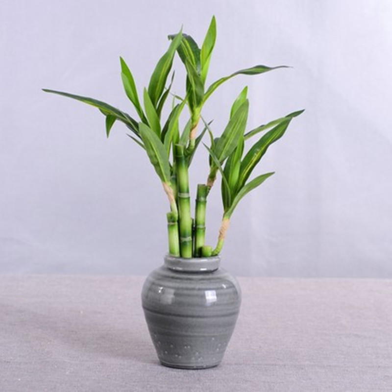 New 40cm rFtificial Lucky Bamb - Aquarium Plant Display 리뷰 및 가격