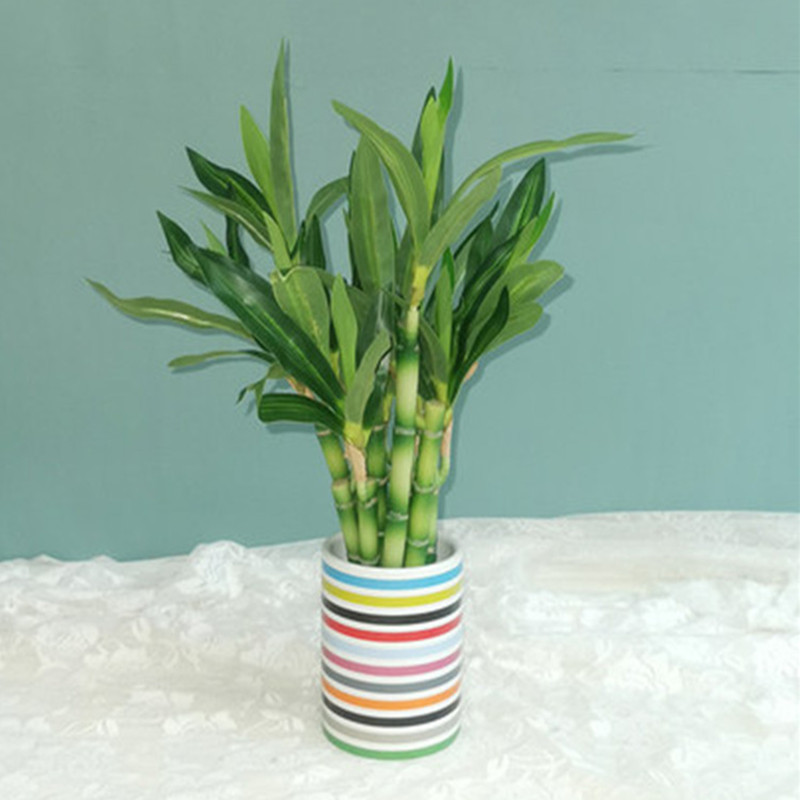 New 40cm rFtificial Lucky Bamb - Aquarium Plant Display 리뷰 및 가격
