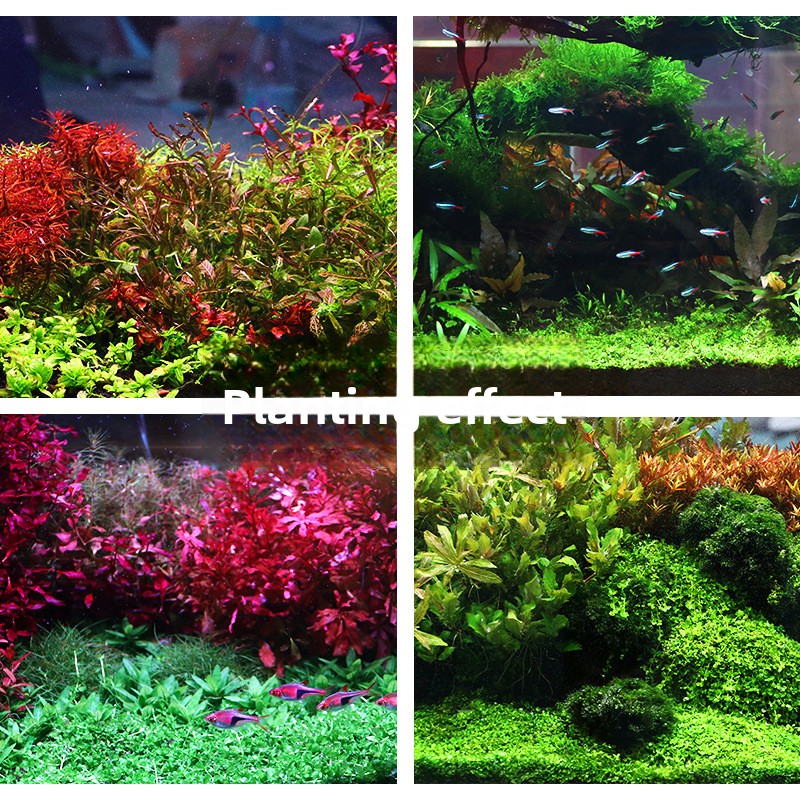 SYSENCIAGA Planted Aquarium Su - Aquarium Plant Gravel 리뷰 및 가격