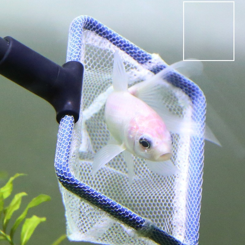 Aquarium Cleaning Tool Set Mul - Planted Aquarium Algae Remover 리뷰 및 가격