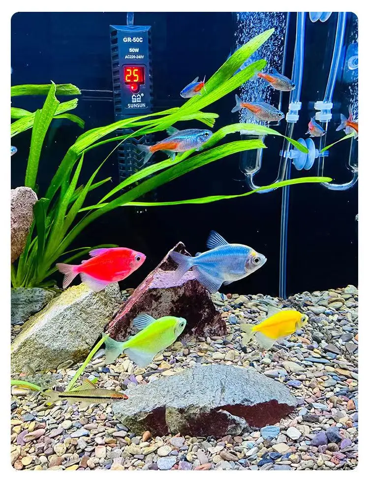 Natural Stream Sand Home Decor - Aquarium Sand White 리뷰 및 가격