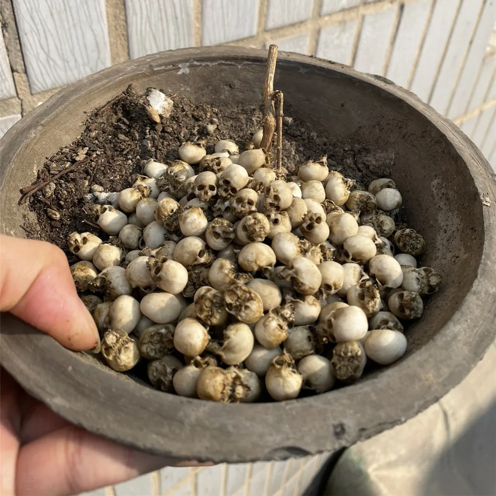 Mini Skull High Quality Miniat - Aquarium Plant Display 리뷰 및 가격