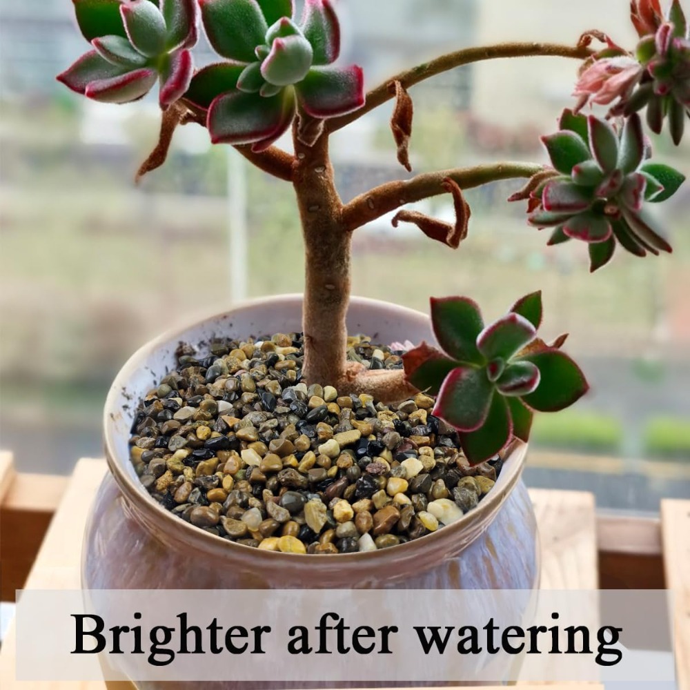 5 lbs Pea Gravel for Fish Tank - Aquarium Plant Gravel 리뷰 및 가격